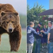 У Верховині начальник сектору Патрульної поліції попався на неправомірній вигоді за перевезення червонокнижного ведмедя