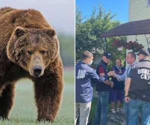 У Верховині начальник сектору Патрульної поліції попався на неправомірній вигоді за перевезення червонокнижного ведмедя