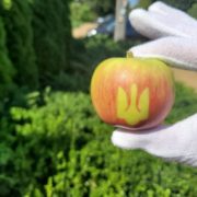 В Україні фермери виростили яблука із тризубом (ФОТО)