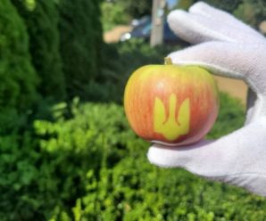 В Україні фермери виростили яблука із тризубом (ФОТО)