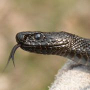 На Івано-Франківщині жінку вкусила змія