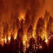 Найбільша пожежа в історії штату: у Каліфорнії вогонь охопив майже 200 гектарів лісу