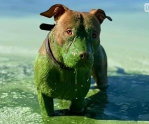 “Собака з іншої планети”: мережу облетіли фото зеленого пса, який скупався у річці (ФОТО, ВІДЕО)