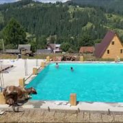 Неймовірні кадри з карпатського готелю: корова стрибнула в басейн до туристів (відео)