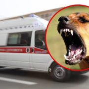 У Запоріжжі бродячий пес накинувся на жінку: постраждала загинула прямо на місці (відео)