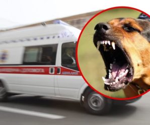 У Запоріжжі бродячий пес накинувся на жінку: постраждала загинула прямо на місці (відео)