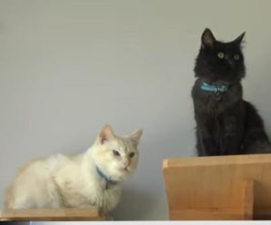 В Івано-Франківську відкрили кафе з котами (відео)