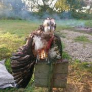 На Прикарпатті вбили рідкісного птаха. Фото