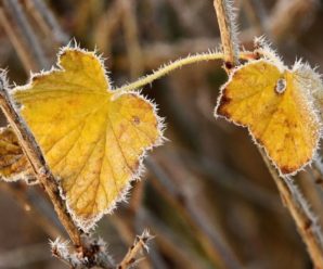 Буде холоднішим, ніж листопад та грудень: народний синоптик дав прогноз погоди на жовтень-2021
