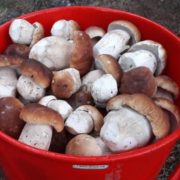 Носять білі гриби відрами: у Карпатах стартував сезон “тихого” полювання ФОТО