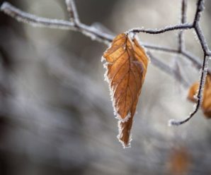 В Україні через заморозки оголосили “помаранчевий” рівень небезпеки: де буде найгірше