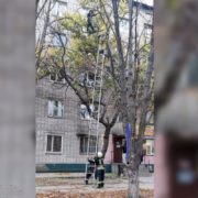 Рятувальники знімали з дерева вагітну жінку: вона не могла спуститись самостійно