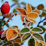В Україні очікуються заморозки: погода на 3 жовтня