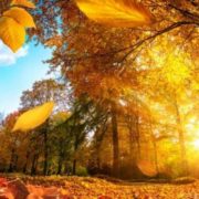 Синоптики обіцяють теплий і сонячний вікенд 9-10 жовтня
