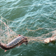 Незаконний вилов риби: в Україні у рази зросли штрафи