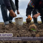 Через відсутність Інтернету та ґаджетів школярі копають картоплю замість навчання, така проблема у багатьох селах України