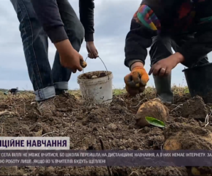Через відсутність Інтернету та ґаджетів школярі копають картоплю замість навчання, така проблема у багатьох селах України