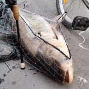 Риба-велетень: у Коломиї з міського озера витягнули гігантську рибу (ВІДЕО)