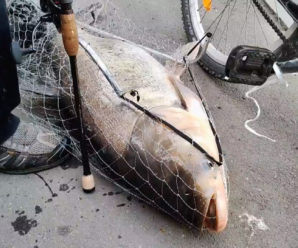 Риба-велетень: у Коломиї з міського озера витягнули гігантську рибу (ВІДЕО)