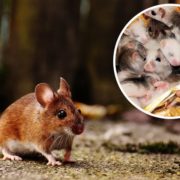 В Івано-Франківській області нашестя мишей: чим це загрожує