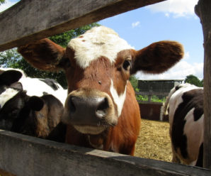 На Івано-Франківщині 35 фермерів отримали дотацію за утримання корів
