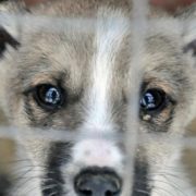 В Україні посилили відповідальність за жорстоке поводження з тваринами
