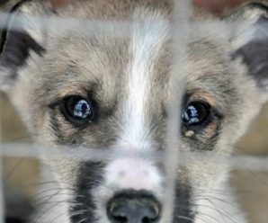 В Україні посилили відповідальність за жорстоке поводження з тваринами