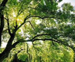 “Створюємо ліси разом”: на Прикарпатті висадили понад 1,7 мільйона дерев