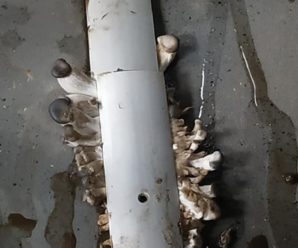 На Івано-Франківщині в маршрутці з підлоги ростуть гриби. Фото