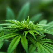 Легалізація конопель: у МОЗ хочуть налагодити вирощування марихуани, аби не імпортувати її з-за кордону