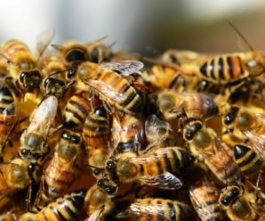 Під Херсоном бджоли знешкодили окупантів. Трьох покусали до смерті, – ЗМІ