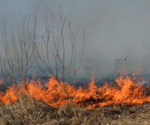 За добу через паліїв трави на Львівщині вигоріли 12 гектарів землі