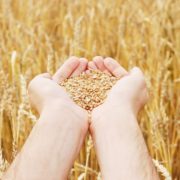 Через агресію Росії запасів пшениці на Землі залишилося лише на 10 тижнів, – ООН