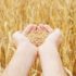 Через агресію Росії запасів пшениці на Землі залишилося лише на 10 тижнів, – ООН