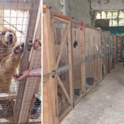 Як у Львові рятують тварин, які постраждали від війни