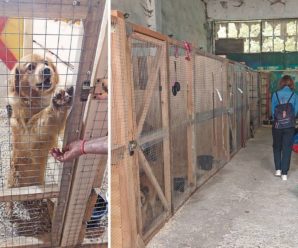 Як у Львові рятують тварин, які постраждали від війни
