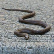 Змії покусали трьох людей на Львівщині: у якому вони стані