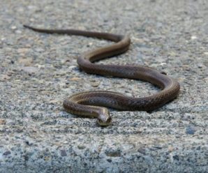 Змії покусали трьох людей на Львівщині: у якому вони стані