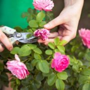 Які 10 рослин потрібно обрізати зразу після цвітіння