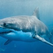 У Єгипті акула напала на туристку: Жінка загuнула (відео)