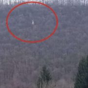 Що би це означало?! На заході України в лісі з’явилася Божа Матір – очевидці викладають фото в мережу