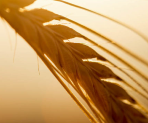 Аграрії Прикарпаття зібрали утричі більше зерна, ніж минулого року — ОДА