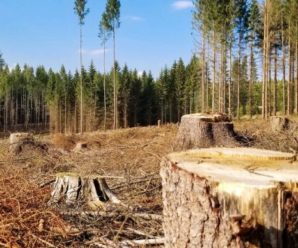 За три незаконно зрубаних дерева прикарпатець заплатить 12 тисяч гривень