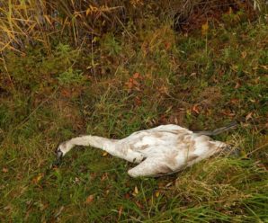 На Німецькому озері знайшли вбитим лебедя (ФОТО)