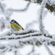 Які погодні сюрпризи готує українцям прийдешня зима – прогноз Укргідрометцентру