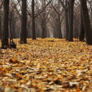 До України йде похолодання: Синоптик попередив про зміну погоди