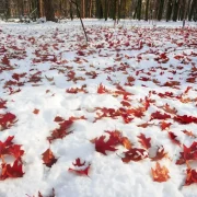 Коли випаде перший сніг та чи буде «бабине літо»: Прогноз синоптика