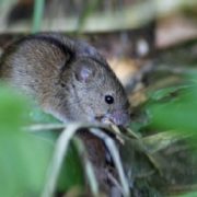 На Прикарпатті миші заполонили поля озимих культур та можуть знищити врожай