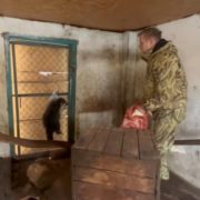 “Серце розривається”: директор Кримського зоопарку, який “скримздив” єнота в Херсоні, обіцяє його повернути