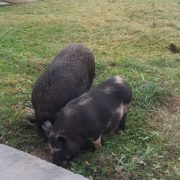 На подвір’ї калуського ліцею пасуться свині (фото)
